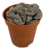 Titanopsis Calcarea