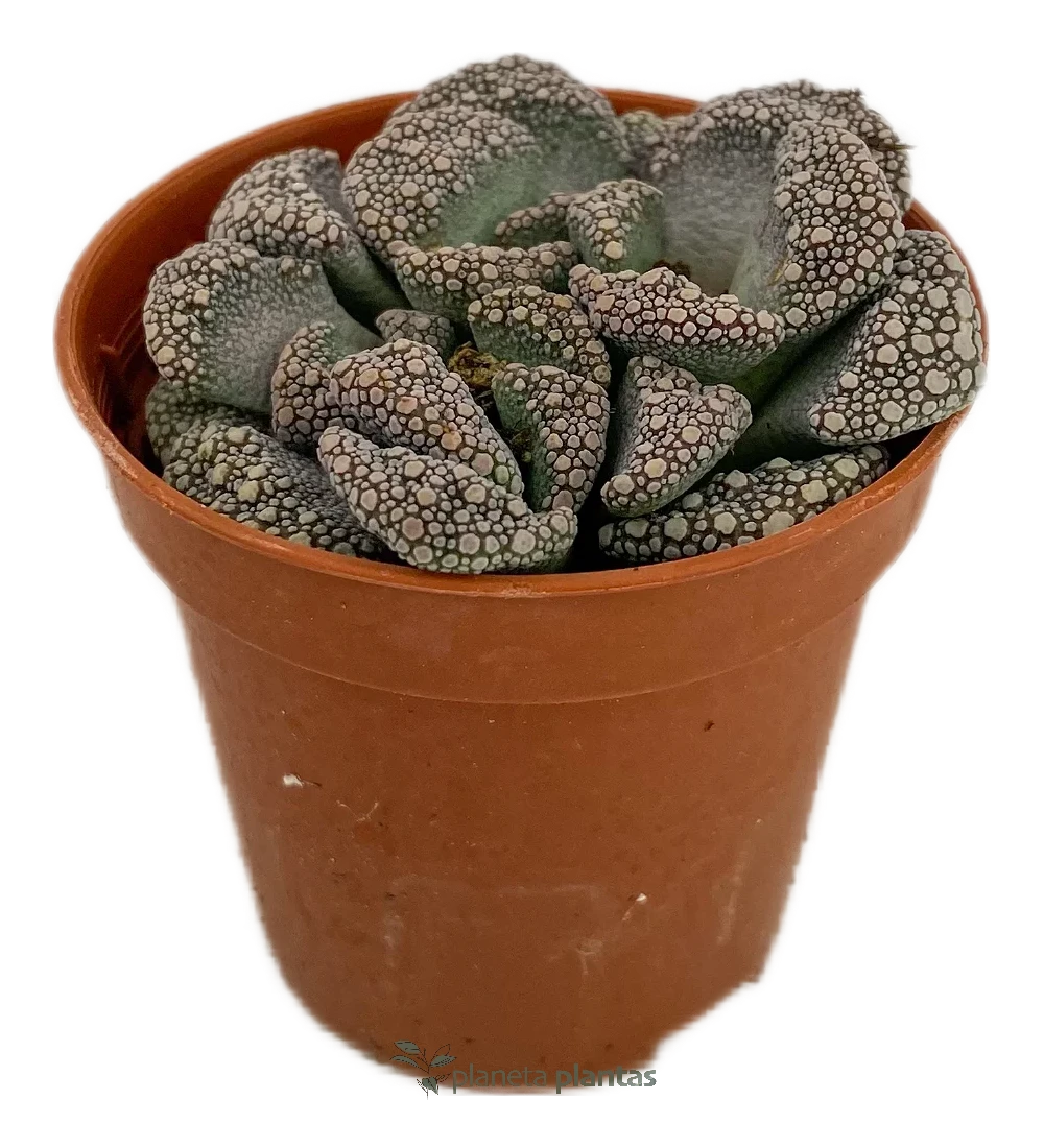 Titanopsis Calcarea Titanopsis Calcarea