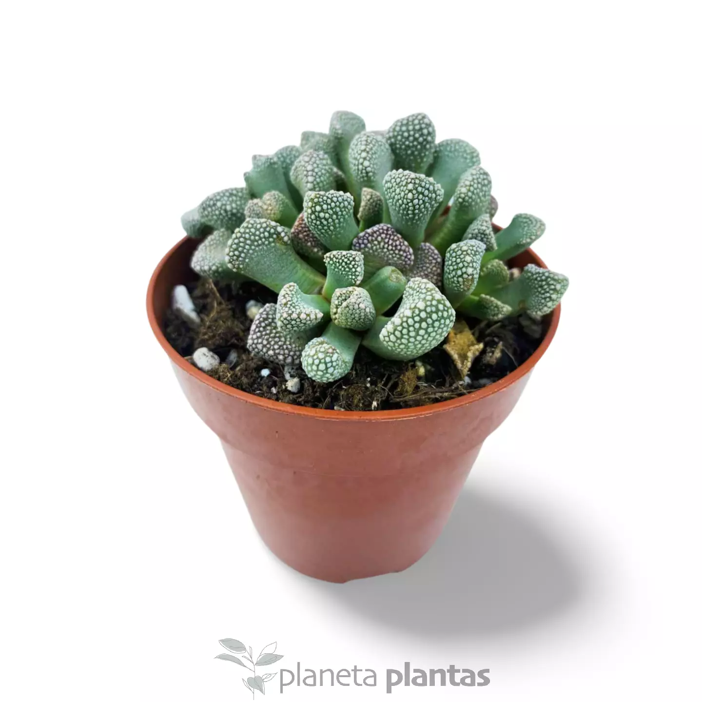 Titanopsis_schwantesii Titanopsis Schwantesii