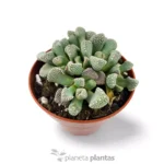 Titanopsis Schwantesii — foto principale