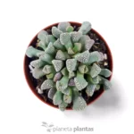Titanopsis Schwantesii — vista dettaglio