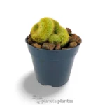 Vatricania Guentheri Cristata — vista dettaglio