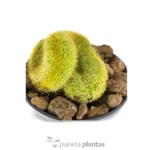 Vatricania Guentheri Cristata — vista laterale