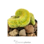 Vatricania Guentheri Cristata