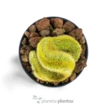 Vatricania Guentheri Cristata — foto principale