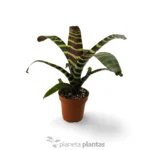 Vriesea Splendens
