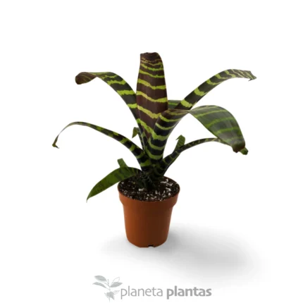 Vriesea Splendens