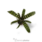 Vriesea Splendens — foto principale