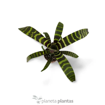 Vriesea Splendens — foto principale