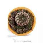 Weingartia Rauschii Violacidermis — foto principale