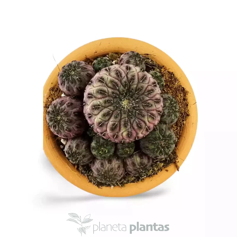 Weingartia Rauschii Violacidermis — foto principale