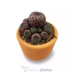 Weingartia Rauschii Violacidermis