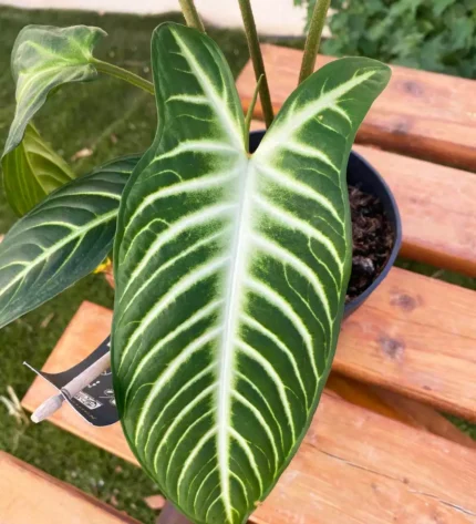 Xanthosoma Lindenii Caladium Magnificum — foto principale