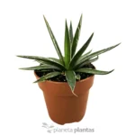 Agave parviflora