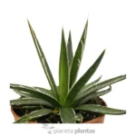 Agave parviflora — foto principale