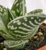 Aloe Tigre - (Aloe Variegata) — foto principale