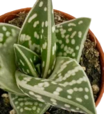 Aloe Tigre - (Aloe Variegata) — vista dettaglio