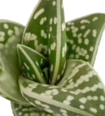 Aloe Tigre - (Aloe Variegata) — vista laterale