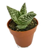 Aloe Tigre - (Aloe Variegata)