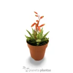 Canto di Natale all'Aloe