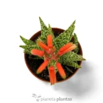 Canto di Natale all'Aloe — foto principale