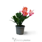 Cactus di Natale — foto principale