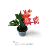 Cactus di Natale
