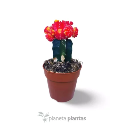 Cactus Gymnocalycium innestato Luna Rossa