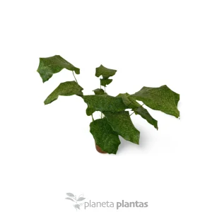 Rete Calatea Bella