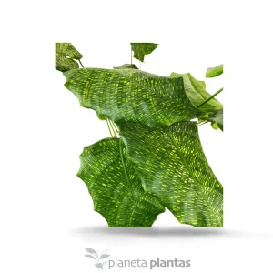 Rete Calatea Bella — foto principale
