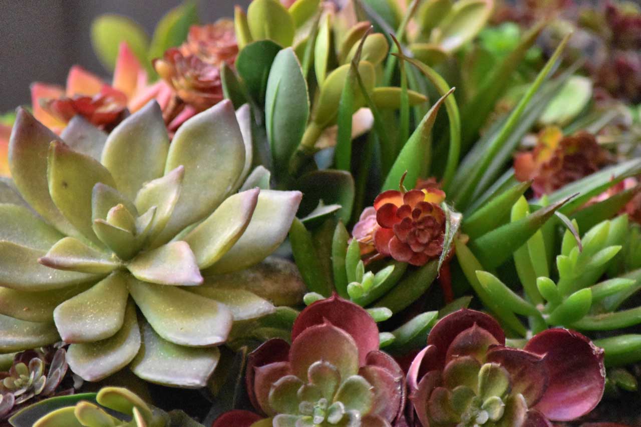 Cure e raccomandazioni succulente - Plantes succulentes