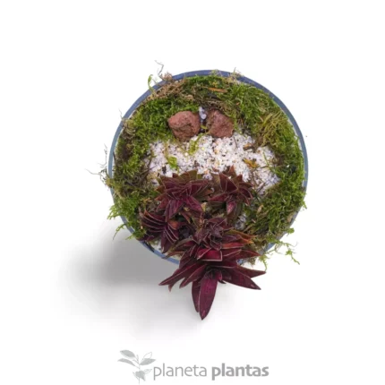 Set di piante grasse