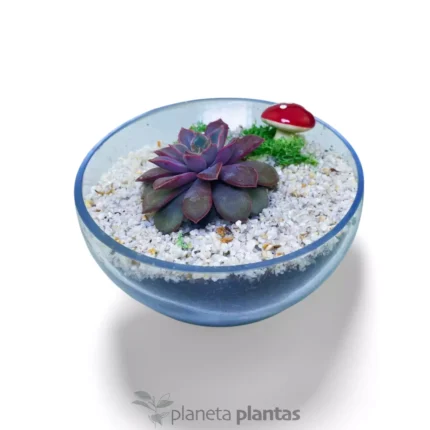 Set di piante grasse