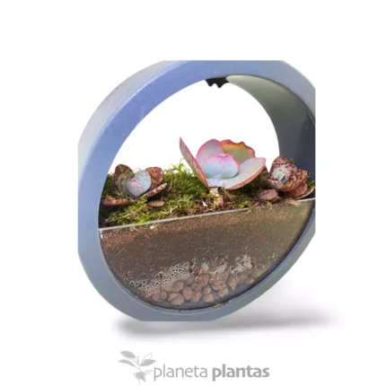 Set di piante grasse
