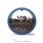 Set di piante grasse — vista dettaglio