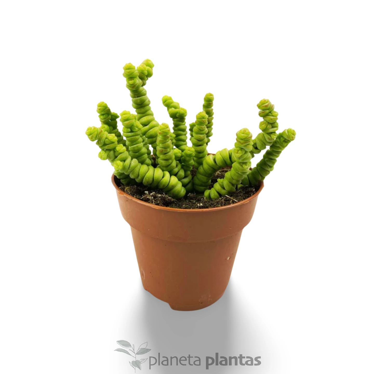 crasula_perforada_1 Crassula perforata -