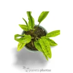 Drimiopsis maculata — foto principale
