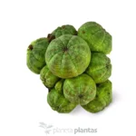 Collezione Euforbia Obesa — vista dettaglio