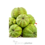 Collezione Euforbia Obesa