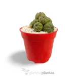 Collezione Euforbia Obesa — foto principale
