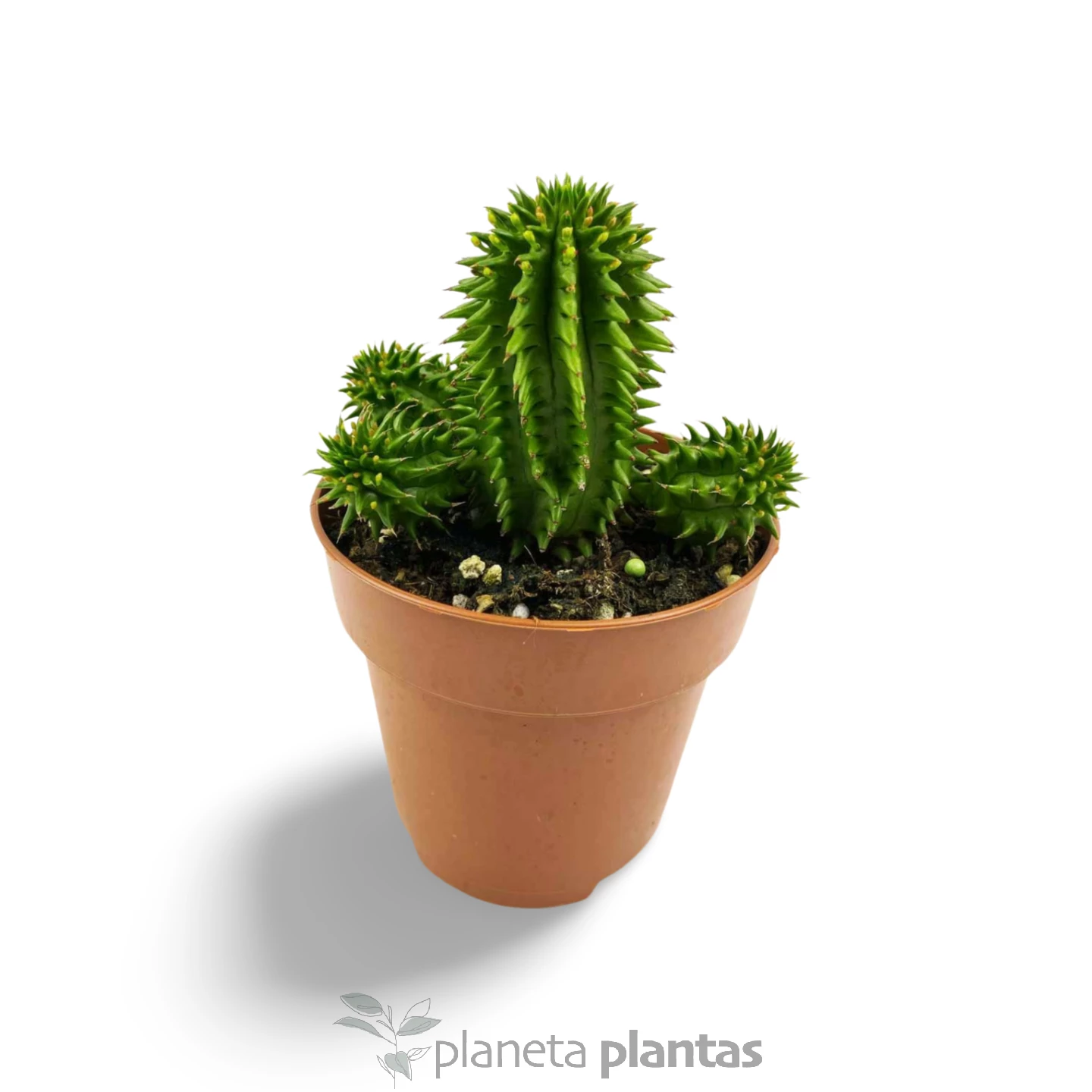 euphorbia_susannae Euphorbia Suzannae