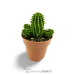Euphorbia Suzannae — vista laterale