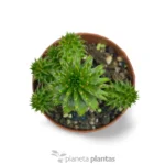 Euphorbia Suzannae — vista dettaglio