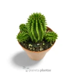 Euphorbia Suzannae — foto principale