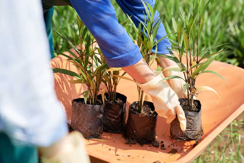 Raccomandazioni per il trapianto di piante tropicali - Plantes tropicales