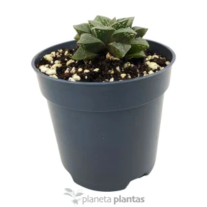 Haworthia Pygmaea — foto principale