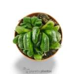 Haworthia Truncata — vista dettaglio