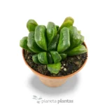 Haworthia Truncata — foto principale