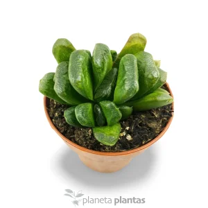 Haworthia Truncata — foto principale