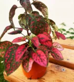 Ipoeste rosse